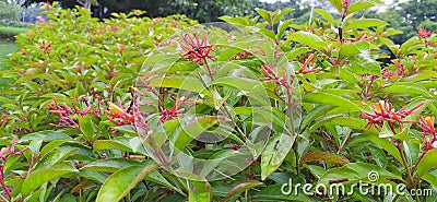 Hamelia patensÂ  flowers or Â firebush or hummingbird bush red flower Stock Photo